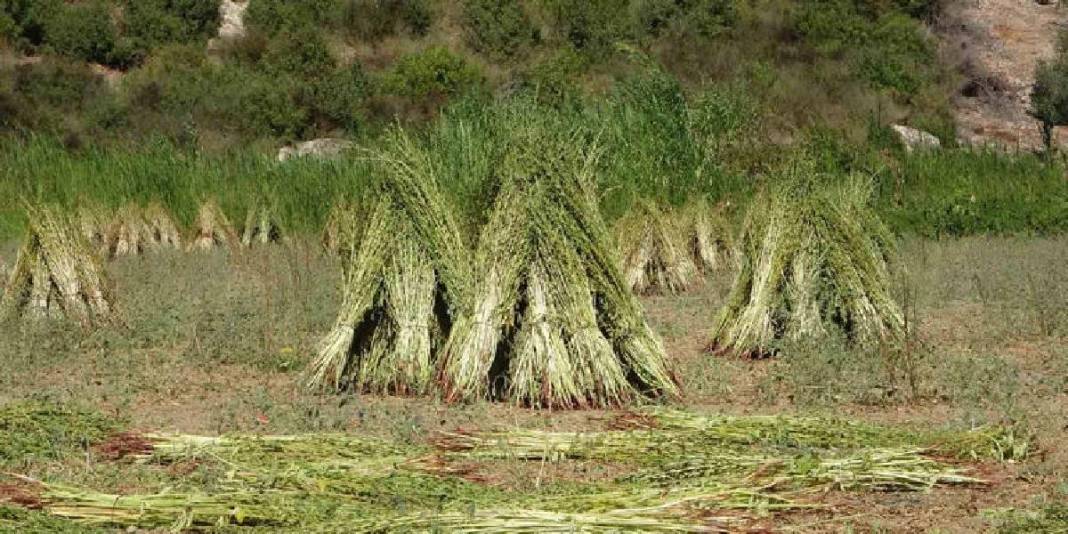 ‘Altın’ olarak anılıyor, 4.000 ton rekolte bekleniyor! Umutlu hasat başladı: Kilosu 140 TL ediyor 6